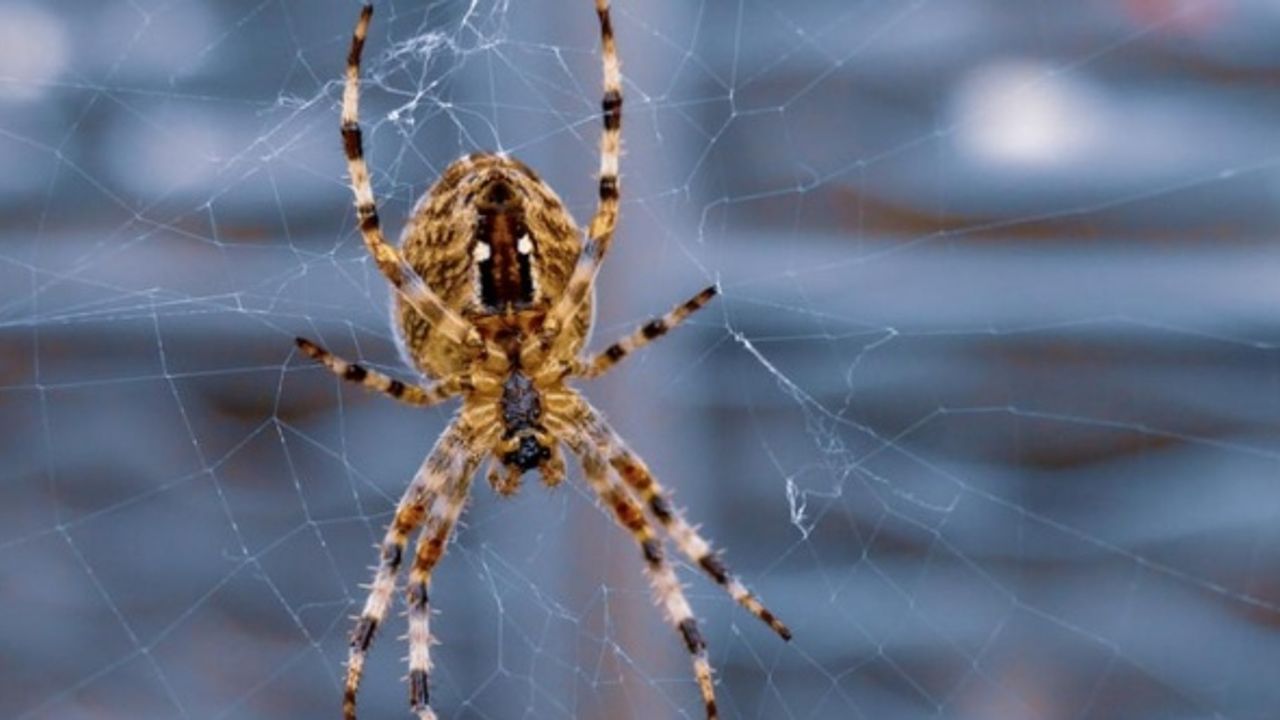 Kuzey Kutbu'ndaki ısınmayla ilgili yeni uyarı: İklim krizi örümcek sayısında patlamaya neden oluyor