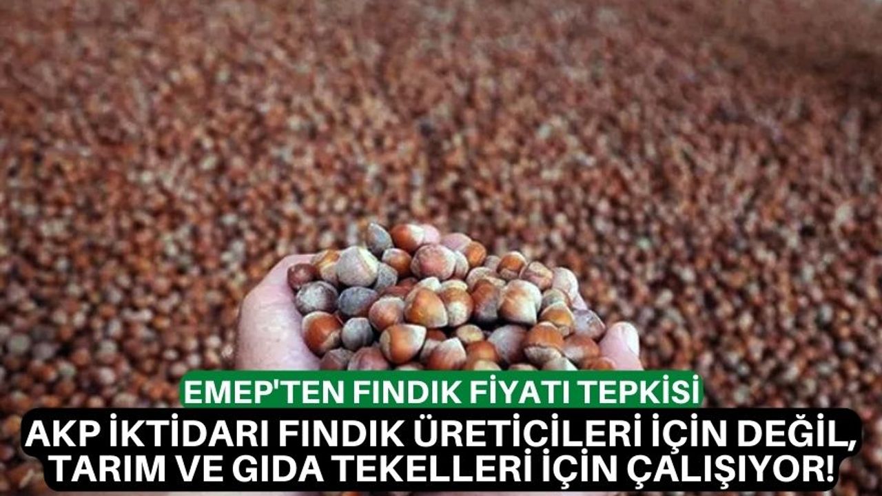 EMEP'ten fındık fiyatı tepkisi: AKP iktidarı fındık üreticileri için değil, tarım ve gıda tekelleri için çalışıyor!