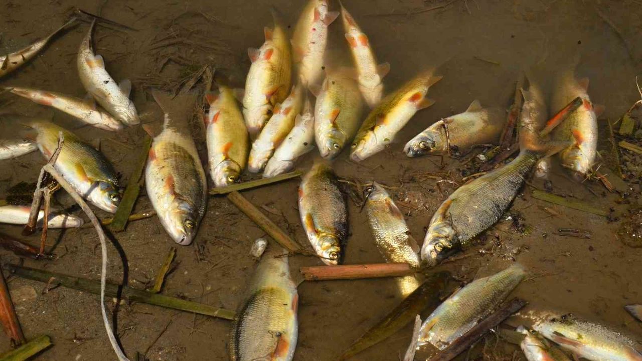 Menderes Nehri’ndeki balık ölümleri korkutuyor