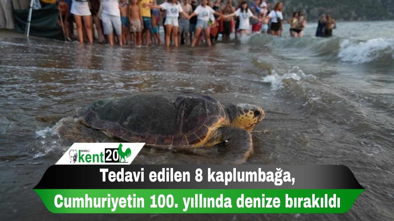 Tedavi edilen 8 kaplumbağa, Cumhuriyetin 100. yıllında denize bırakıldı