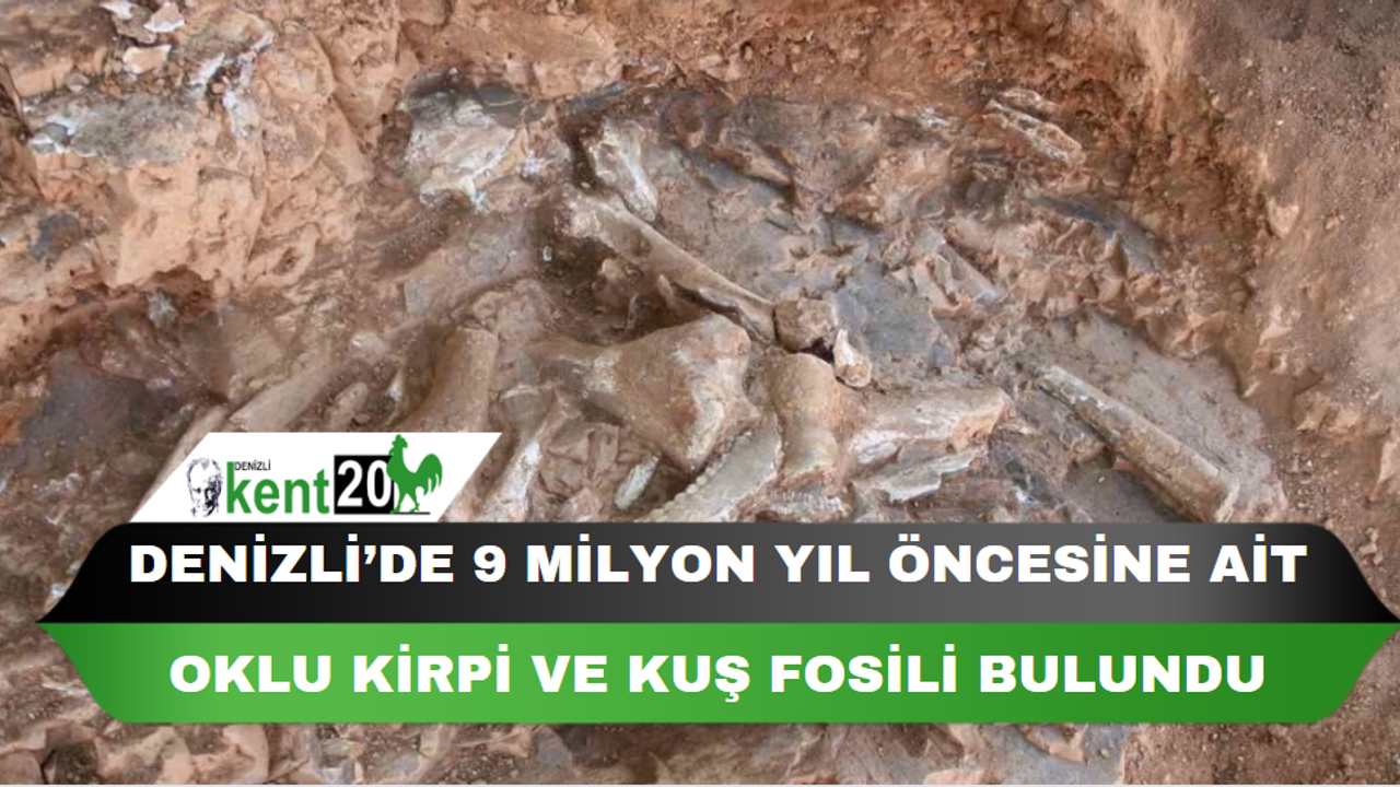 Denizli’de 9 milyon yıl öncesine ait oklu kirpi ve kuş fosili bulundu