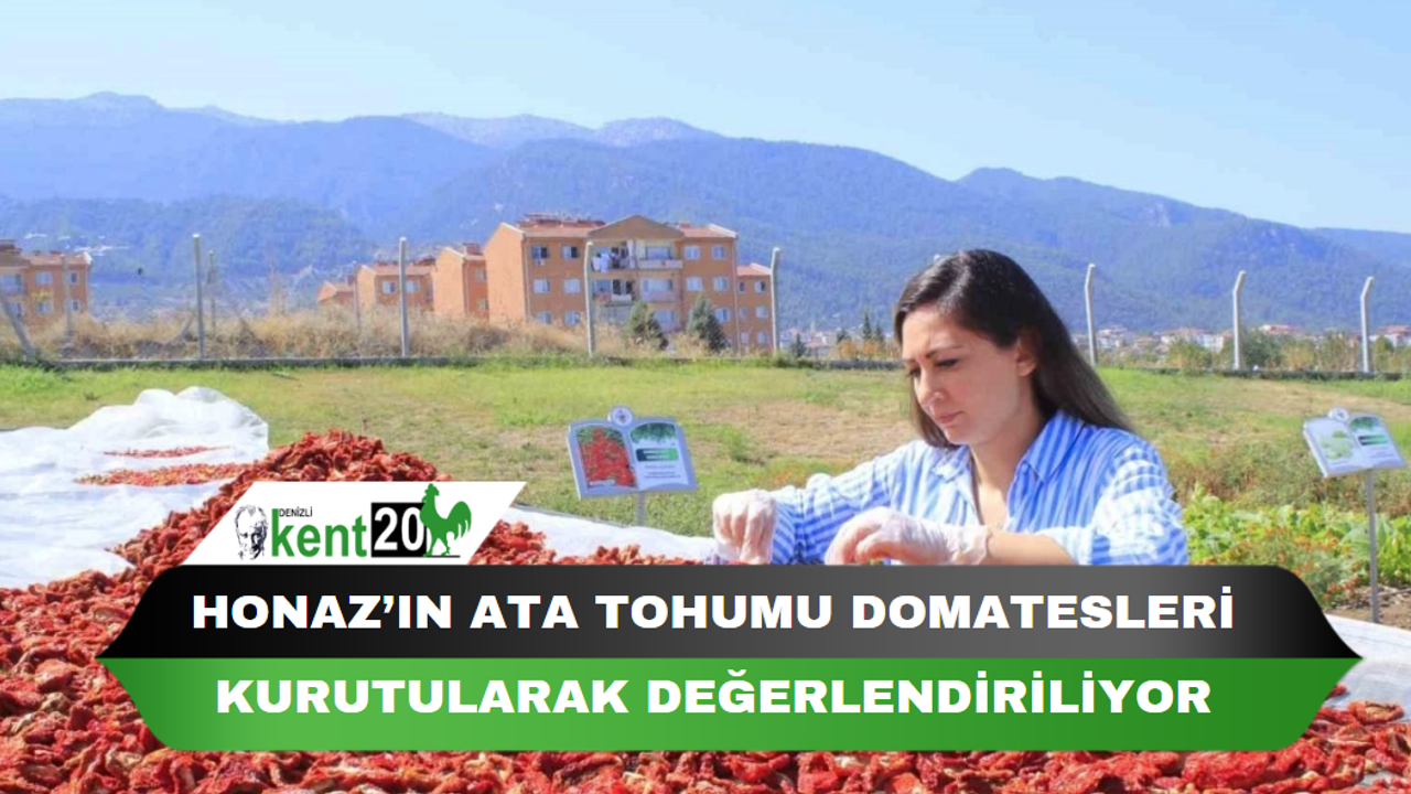 Honaz’ın ata tohumu domatesleri kurutularak değerlendiriliyor