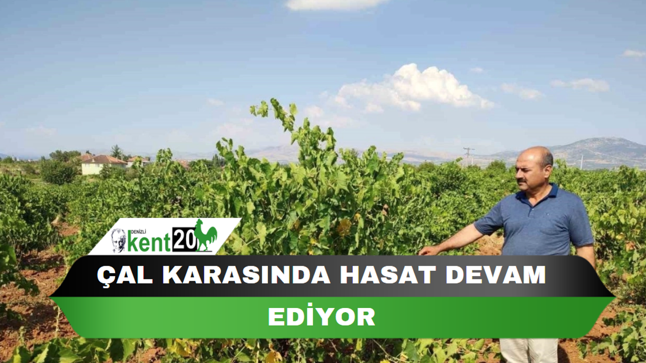 Çal karasında hasat devam ediyor