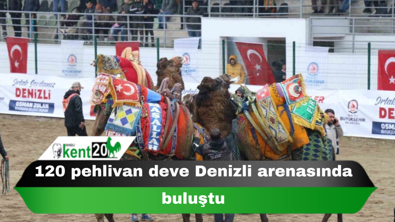 120 pehlivan deve Denizli arenasında buluştu