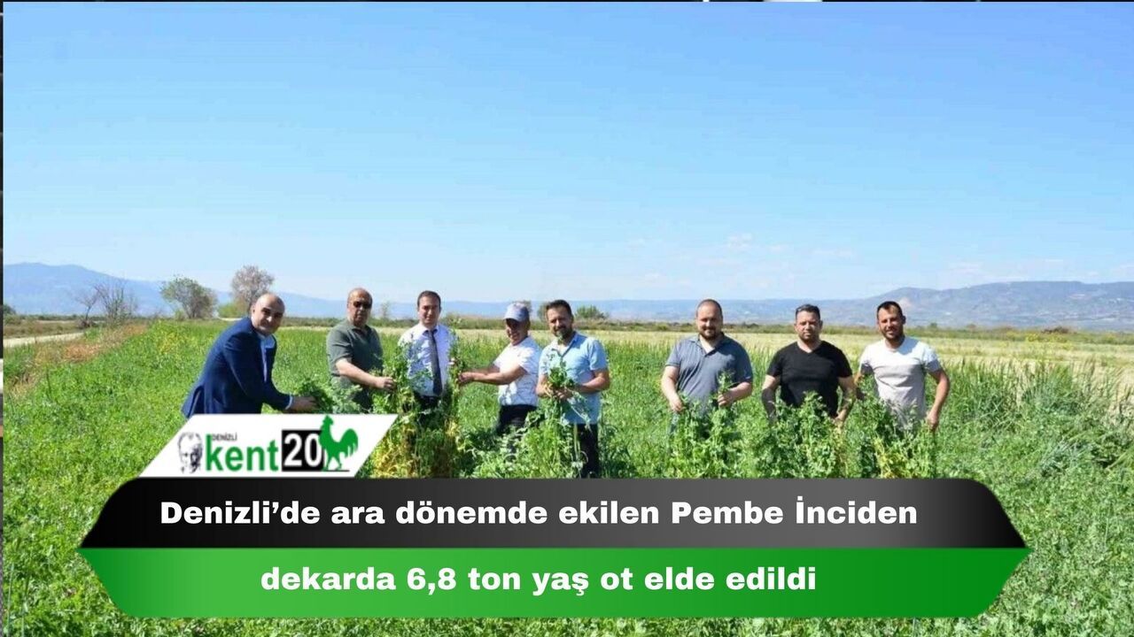 Denizli’de ara dönemde ekilen Pembe İnciden dekarda 6,8 ton yaş ot elde edildi