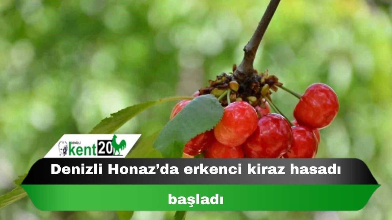 Denizli Honaz’da erkenci kiraz hasadı başladı