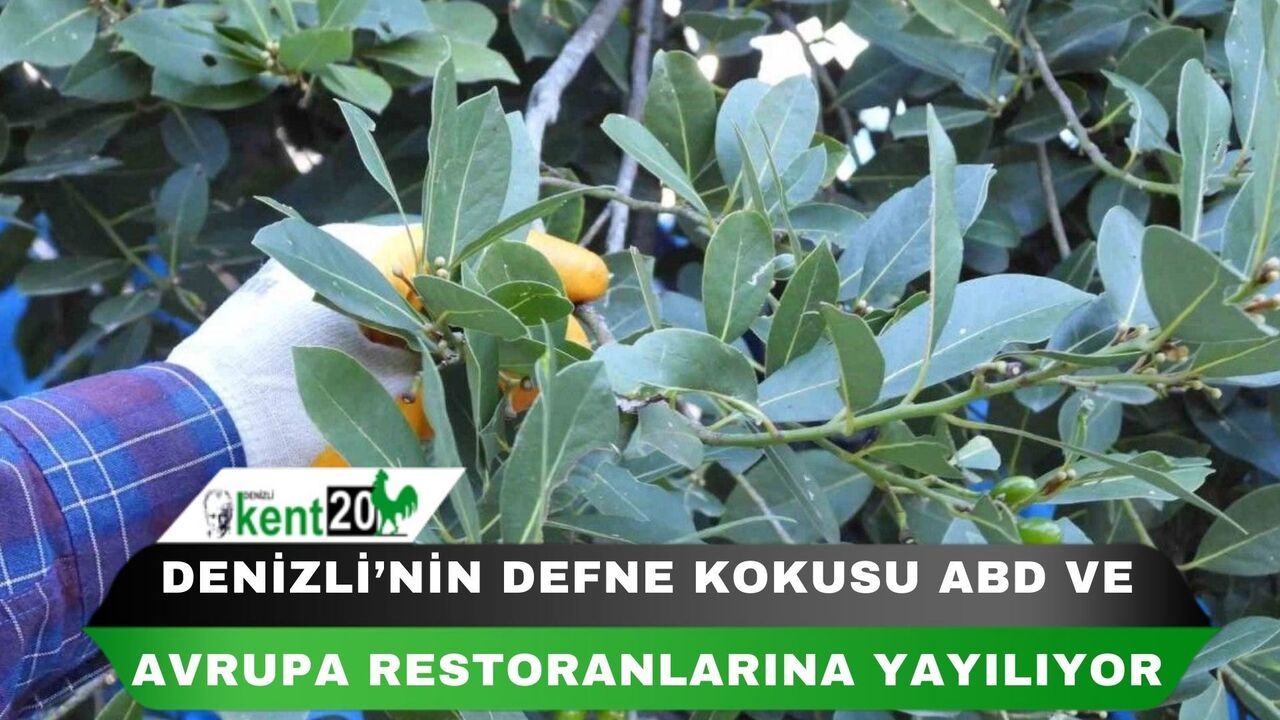 Denizli’nin defne kokusu ABD ve Avrupa restoranlarına yayılıyor