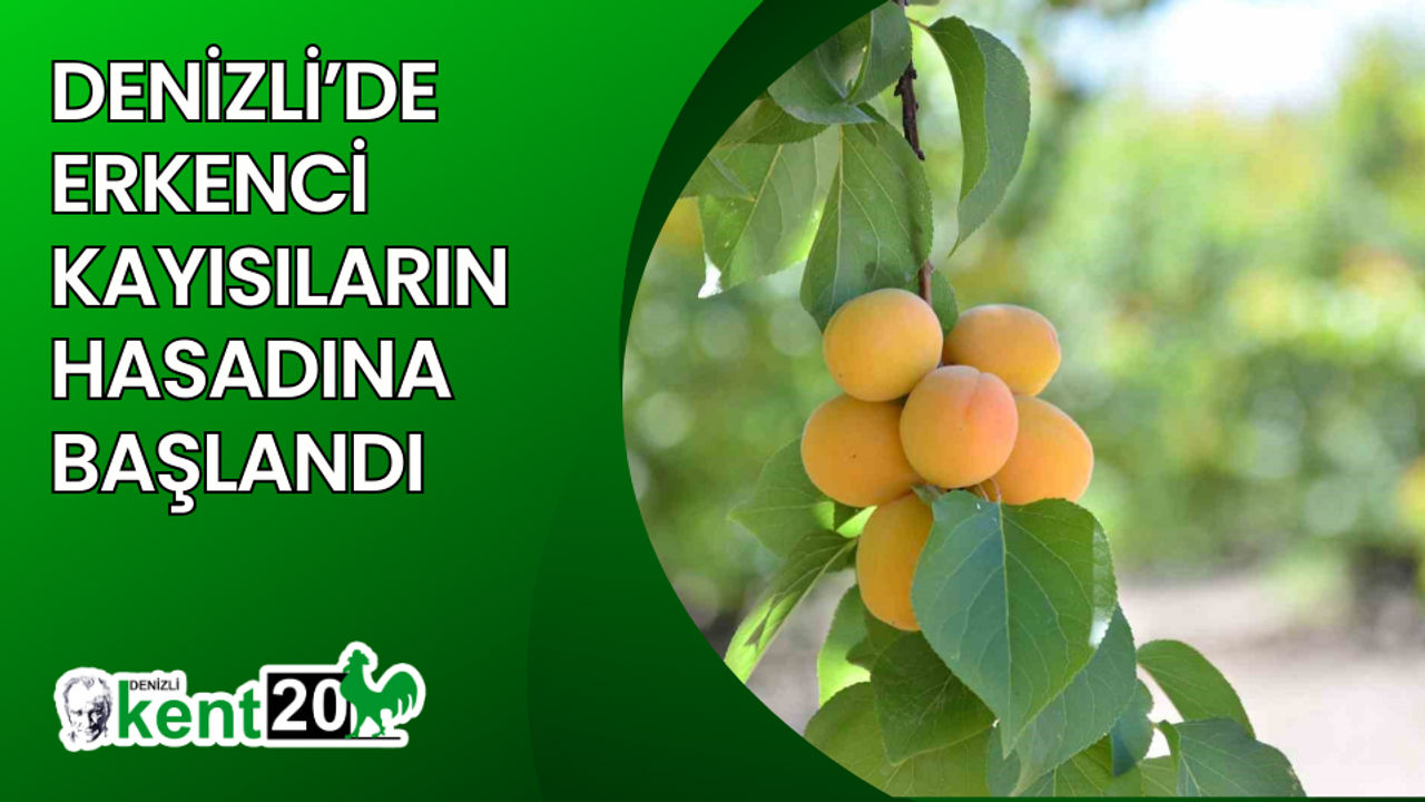 Denizli’de erkenci kayısıların hasadına başlandı