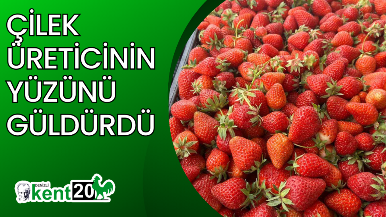 Çilek üreticinin yüzünü güldürdü
