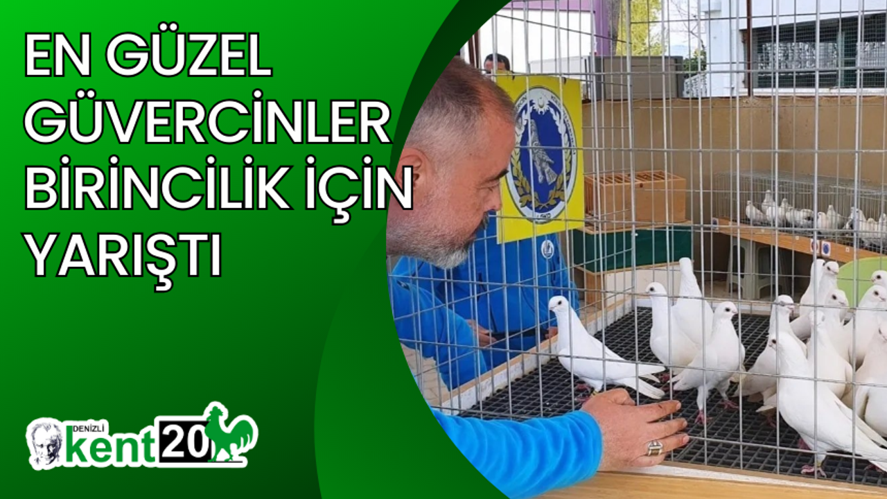 En güzel güvercinler birincilik için yarıştı