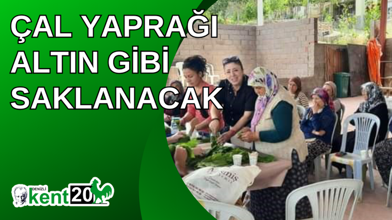 Çal yaprağı altın gibi saklanacak