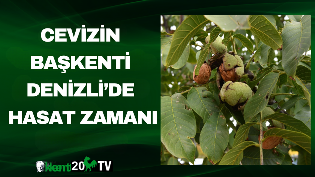 Cevizin Başkenti Denizli’de Hasat Zamanı