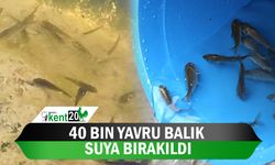 40 bin yavru balık suya bırakıldı