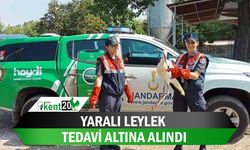 Yaralı leylek tedavi altına alındı