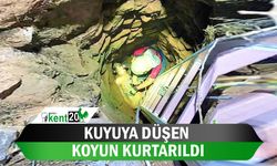 Kuyuya düşen koyun kurtarıldı