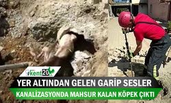 Yer altından gelen garip sesler kanalizasyonda mahsur kalan köpek çıktı