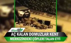 Aç kalan domuzlar kent merkezindeki çöpleri talan etti