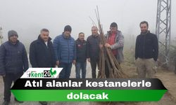 Atıl alanlar kestanelerle dolacak