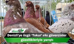 Denizli’ye özgü ‘Tokur’ ırkı güvercinler güzellikleriyle yarıştı