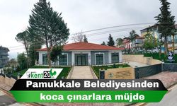 Pamukkale Belediyesinden koca çınarlara müjde