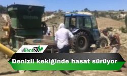 Denizli kekiğinde hasat sürüyor
