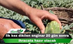 İlk kez dikilen enginar 20 gün sonra ihracata hazır olacak