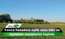 Yonca hasadına eşlik eten tilki ve leylekler nasiplerini topladı