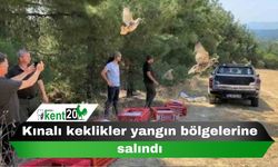 Kınalı keklikler yangın bölgelerine salındı