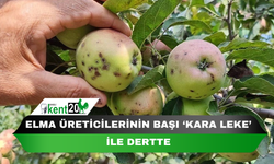 Elma üreticilerinin başı ‘kara leke’ ile dertte