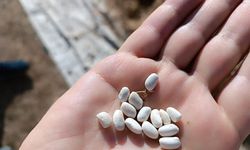 Kuru fasulyenin sofralara yolculuğu traktörle ezilerek başladı