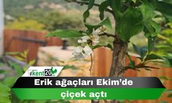 Erik ağaçları Ekim’de çiçek açtı