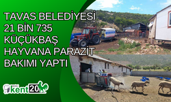 Tavas Belediyesi 21 bin 735 küçükbaş hayvana parazit bakımı yaptı