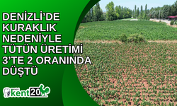 Denizli’de kuraklık nedeniyle tütün üretimi 3’te 2 oranında düştü