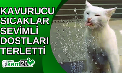 Kavurucu sıcaklar sevimli dostları terletti