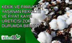 Kekik ve pamukta yaşanan rekolte ve fiyat kaybı üreticisi zor durumda bıraktı