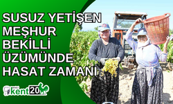 Susuz yetişen meşhur Bekilli üzümünde hasat zamanı