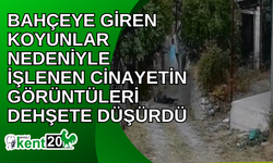 Bahçeye giren koyunlar nedeniyle işlenen cinayetin görüntüleri dehşete düşürdü