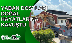 Yaban dostları doğal hayatlarına kavuştu