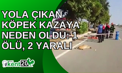 Yola çıkan köpek kazaya neden oldu: 1 ölü, 2 yaralı