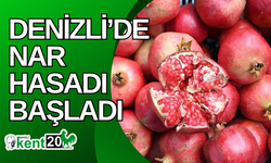 Denizli’de nar hasadı başladı