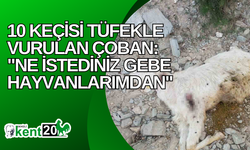 10 keçisi tüfekle vurulan çoban: "Ne istediniz gebe hayvanlarımdan"