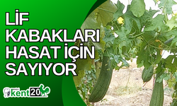 Lif kabakları hasat için sayıyor