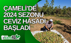 Çameli’de 2024 sezonu ceviz hasadı başladı