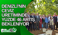 Denizli’nin ceviz üretiminde yüzde 46 artış bekleniyor