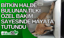 Bitkin halde bulunan tilki özel bakım sayesinde hayata tutundu