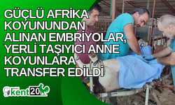 Güçlü Afrika koyunundan alınan embriyolar, yerli taşıyıcı anne koyunlara transfer edildi