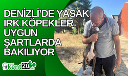 Denizli’de yasak ırk köpekler uygun şartlarda bakılıyor