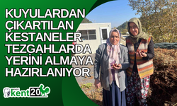 Kuyulardan çıkartılan kestaneler tezgahlarda yerini almaya hazırlanıyor