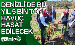 Denizli’de bu yıl 5 bin ton havuç hasat edilecek