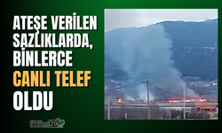 Ateşe verilen sazlıklarda binlerce canlı telef oldu